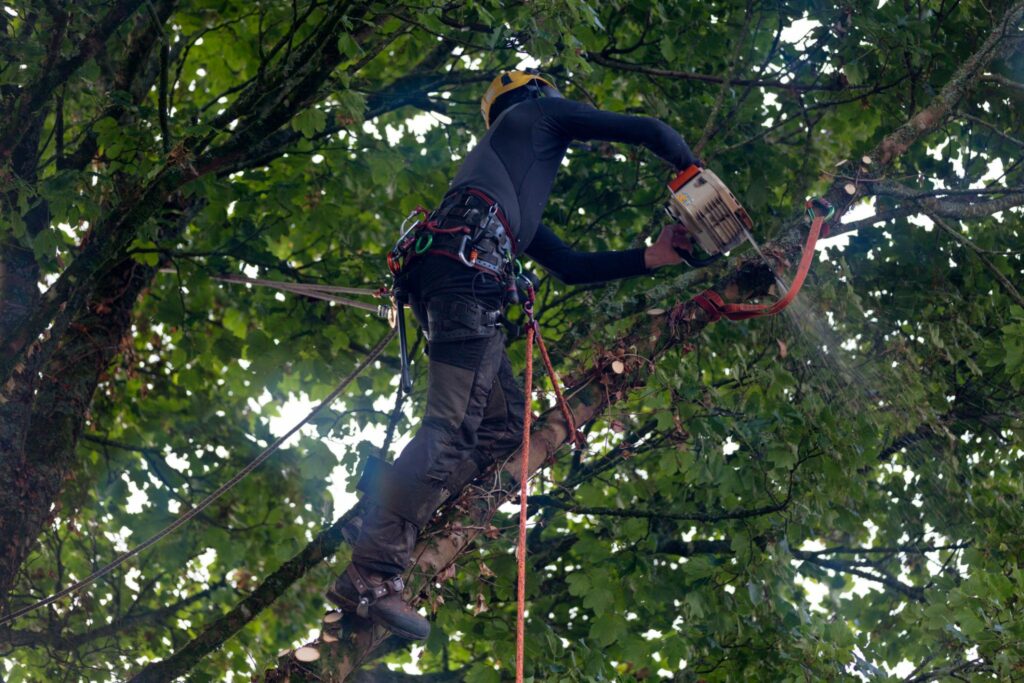 Tree Surgeon cutting tree