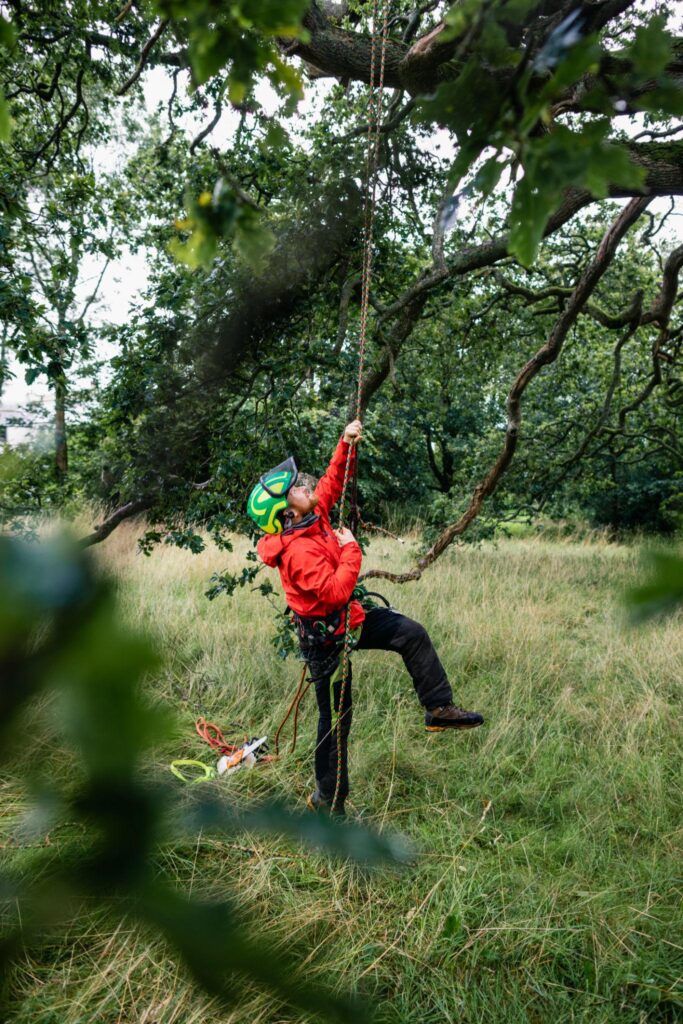 Tree Surgeon pulling down tree branch