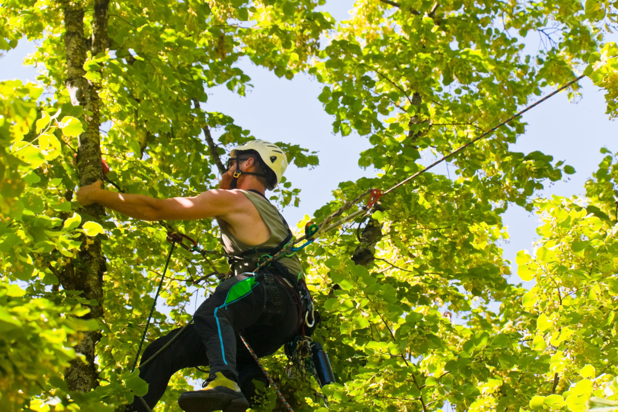 Tree surgeon hanging on tree