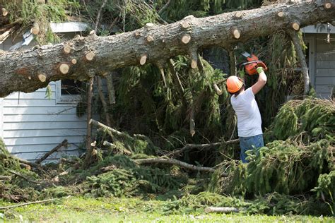 Tree Surgeon Removing Tree